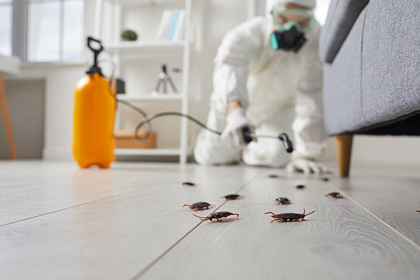 Post-Treatment Bed Bug Interceptor Monitoring in Comer